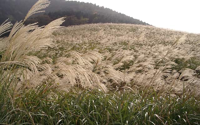 Symbolbild: Susuki-Gras in Sengokuhara